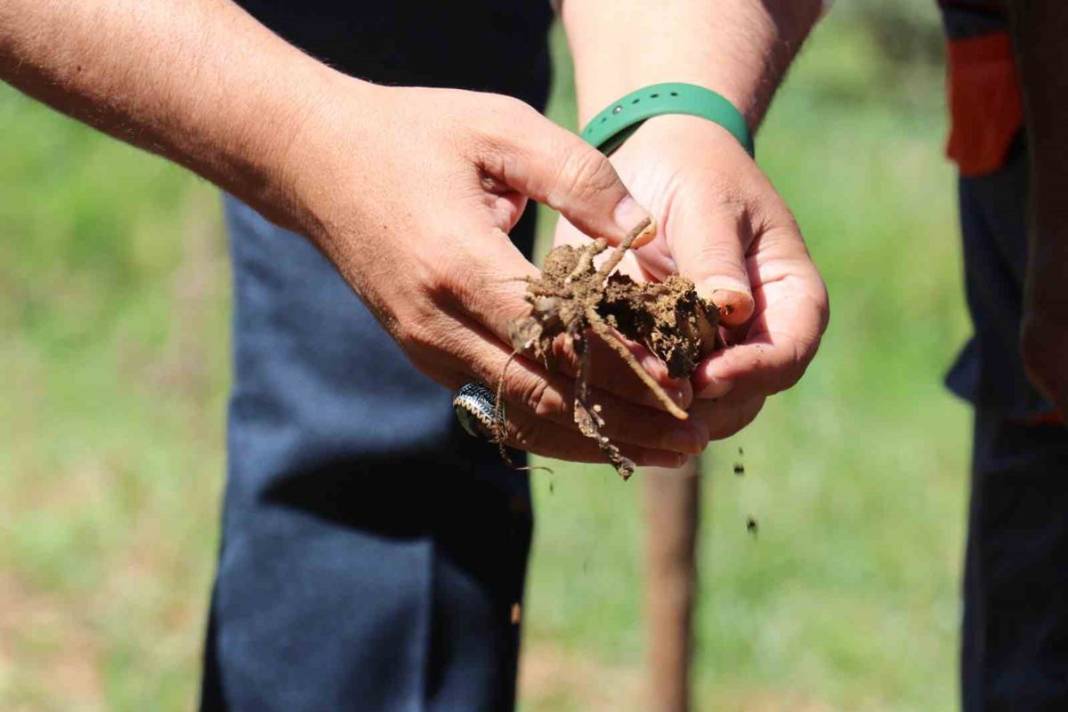 Dönümünden 1 ton ürün alınıyor, kilosu 2 bin TL, üstelik devlet destekli! Hasat başladı, paraya para demiyorlar 10
